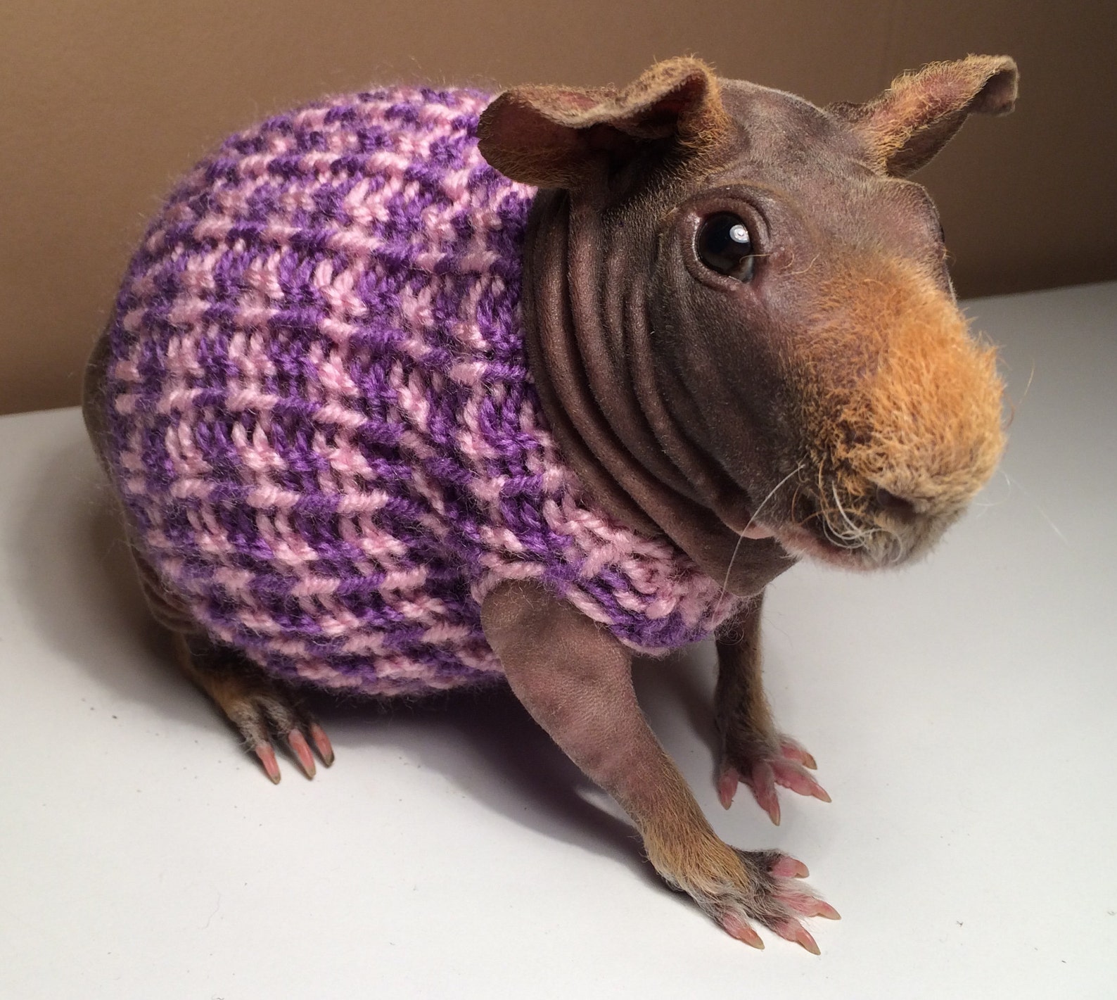Guinea Pig Clothes Etsy