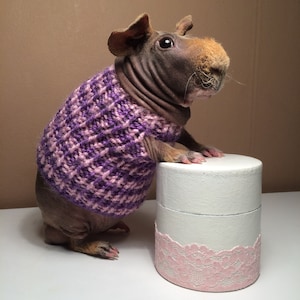 guinea pig clothes