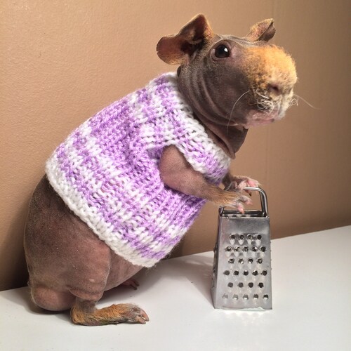 Guinea Pig Football Sweater Skinny Pig Sweater Guinea Pig Etsy
