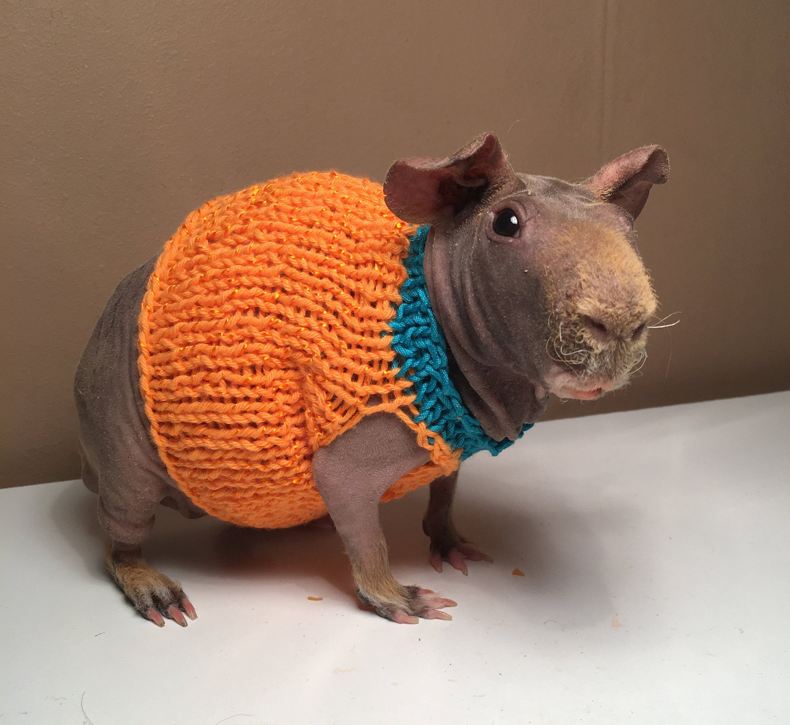 Guinea pig outfit outlet