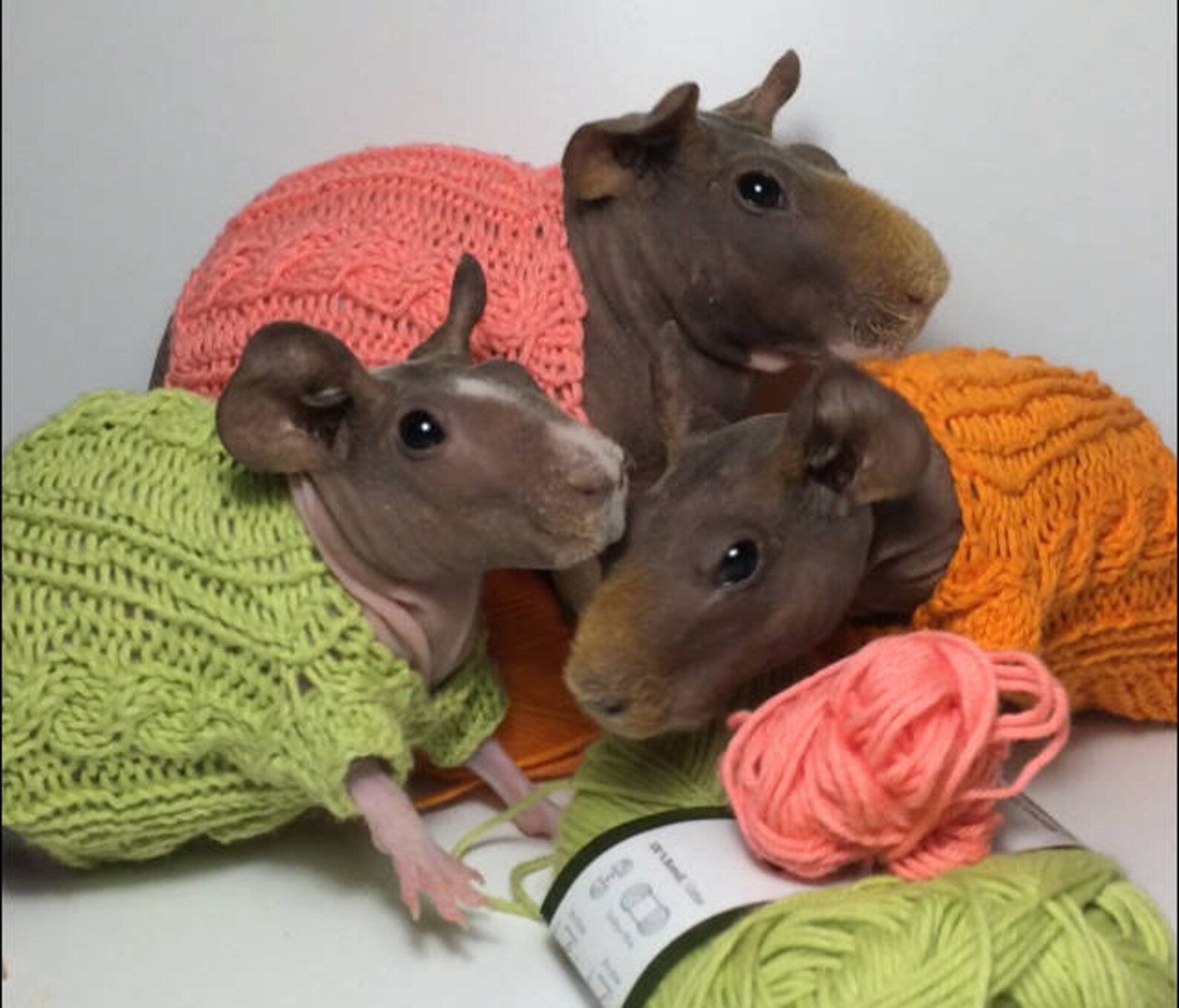Guinea Pig Dresses Etsy
