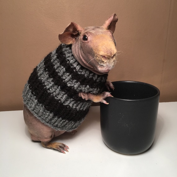 skinny pig with sweater
