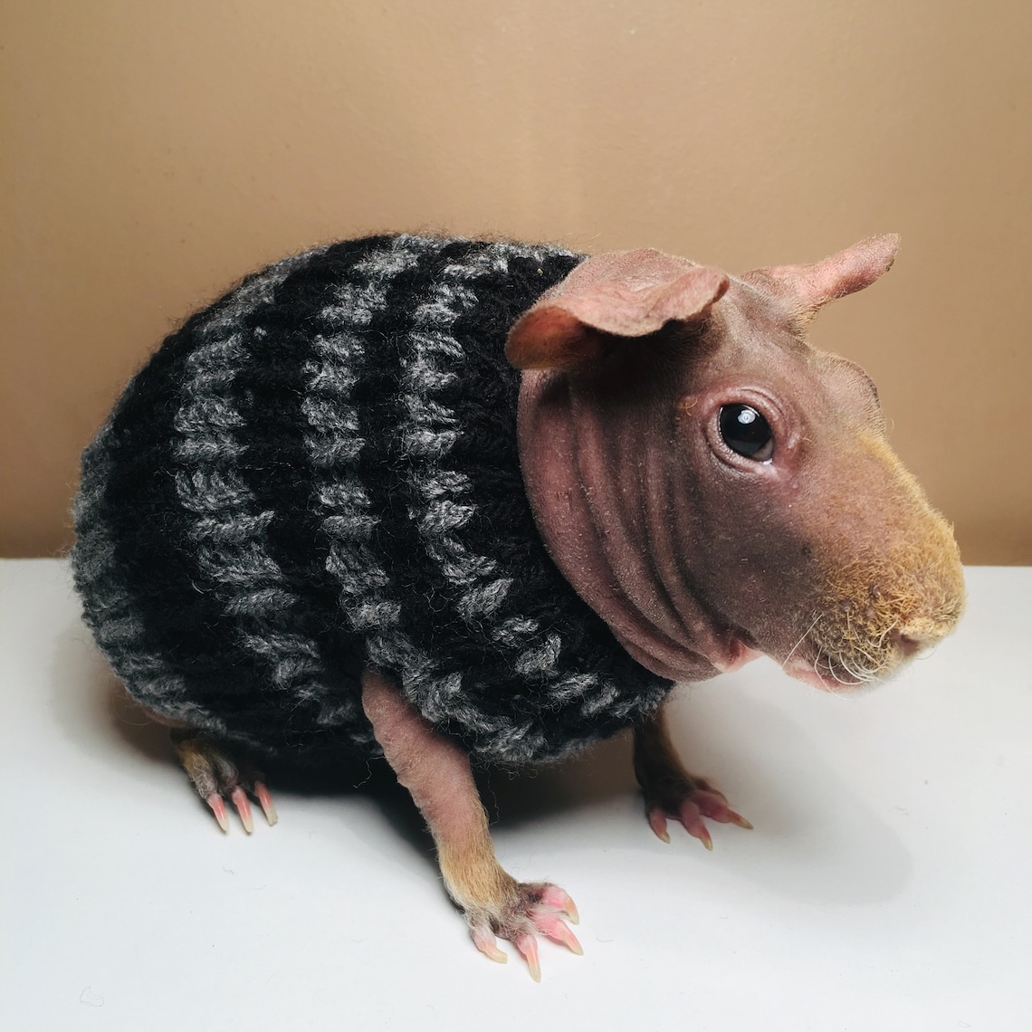 Guinea Pig Sweater Etsy