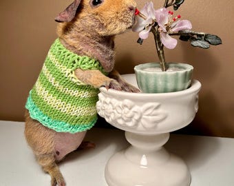Knitted pet dress Green shades