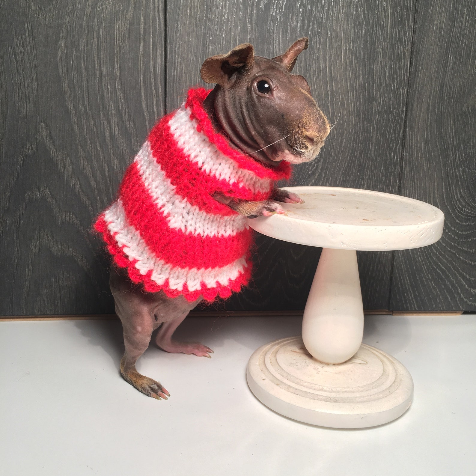 Guinea Pig Dress Etsy