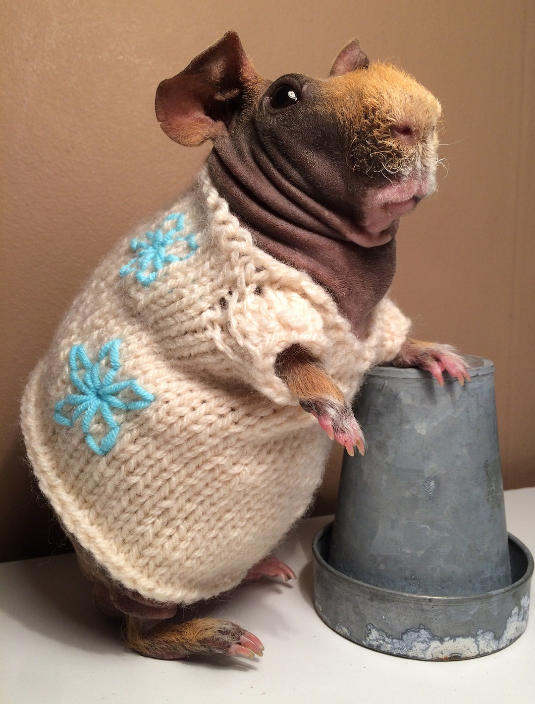 Guinea Pig Dress Etsy