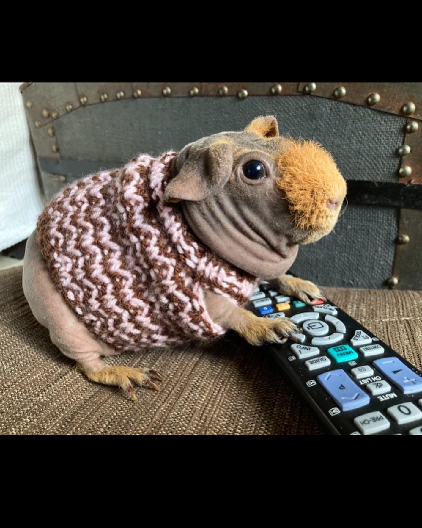 Guinea pig sweater