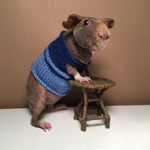 Guinea Pig Sweater Etsy