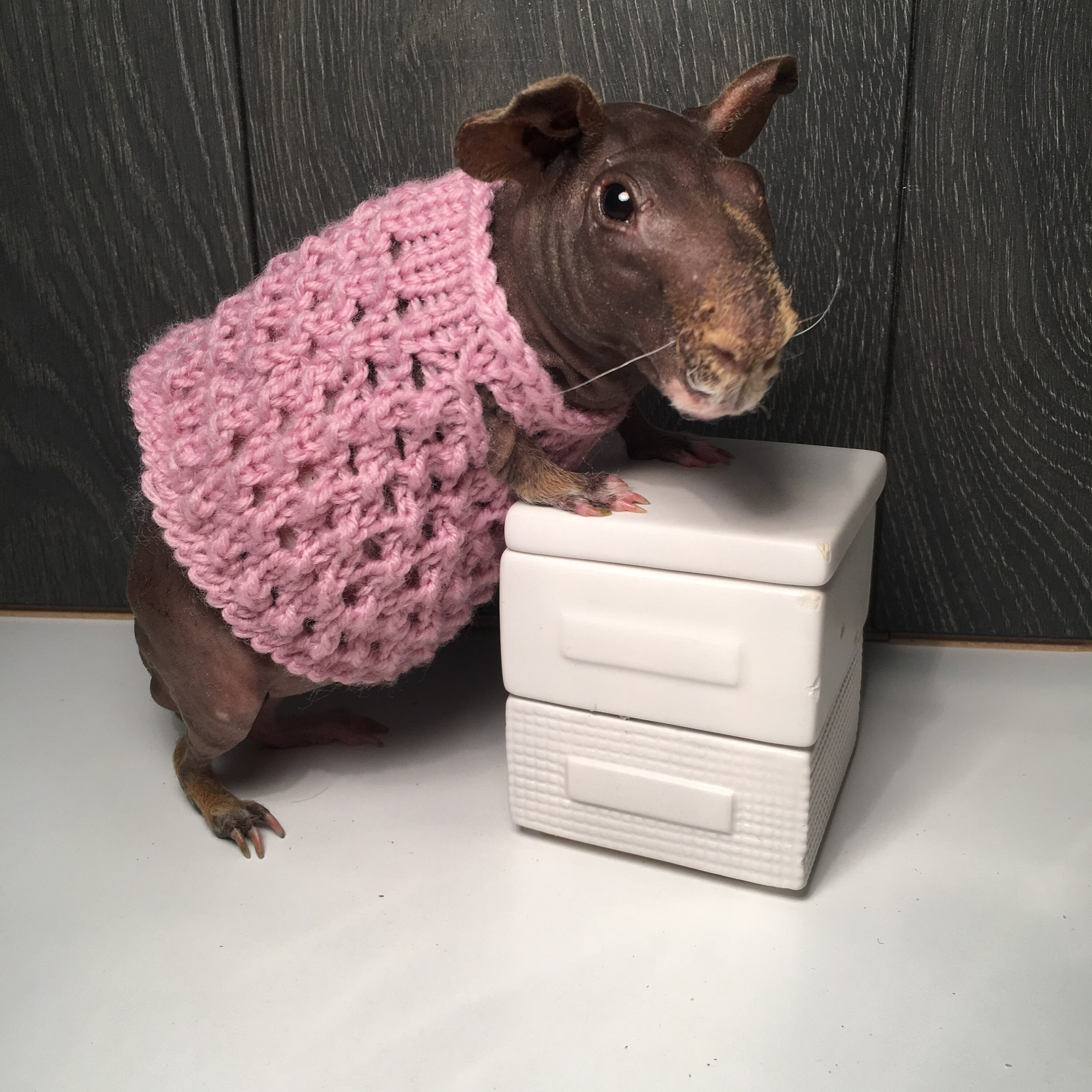 Guinea Pig Dress Etsy