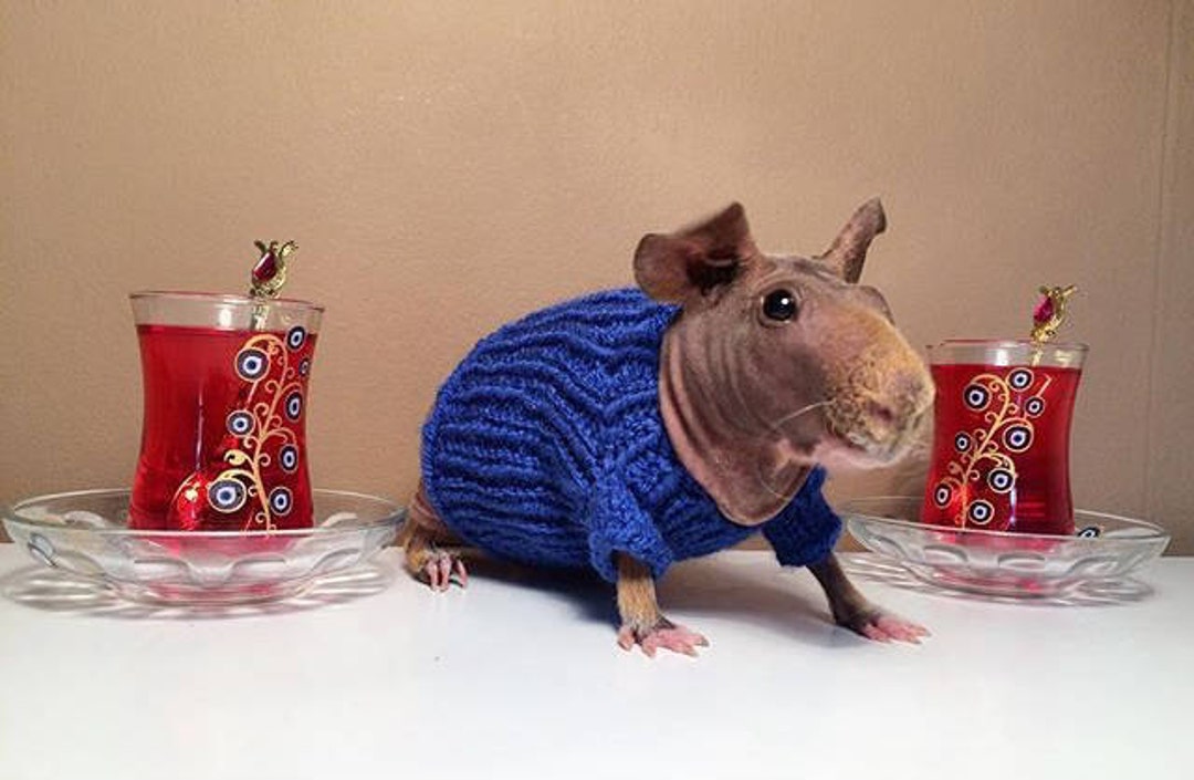 Guinea Pig Dress Etsy