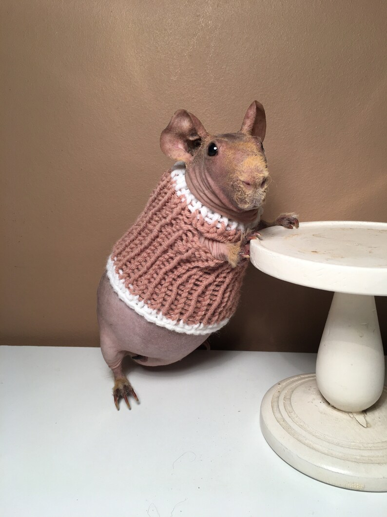 Guinea Pig Sweater Etsy