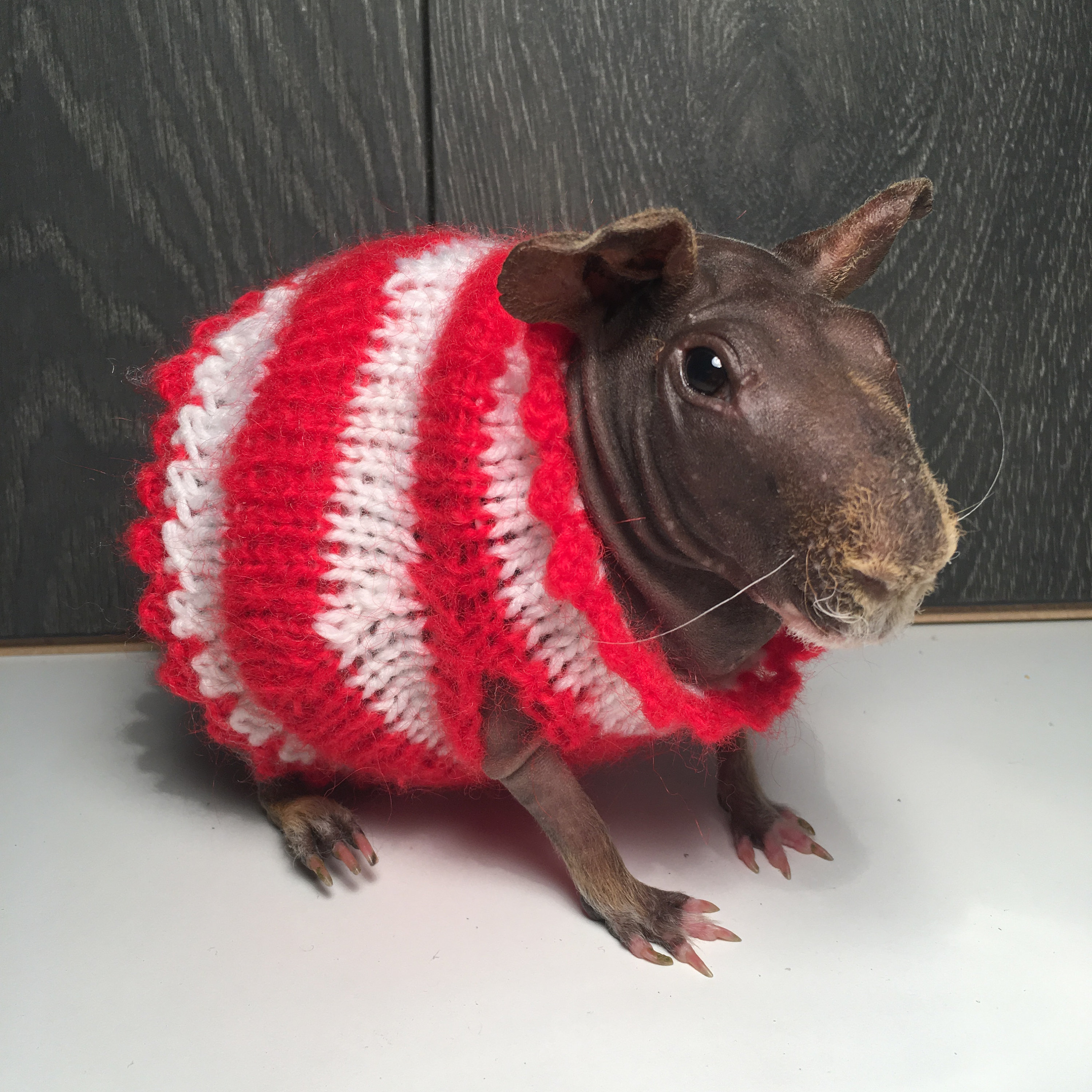 Guinea Pig Dress Etsy