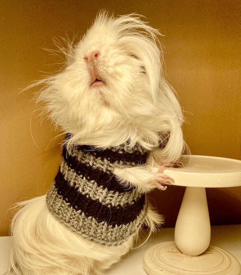 Guinea Pig Sweater Etsy