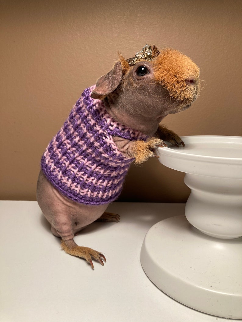 Guinea Pig Clothes Etsy