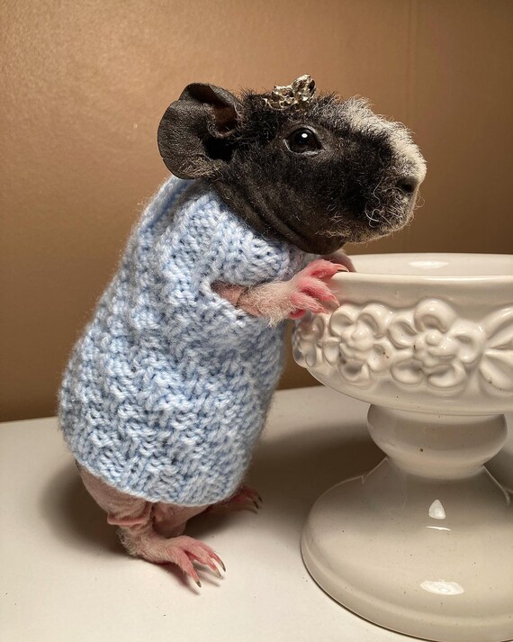 Guinea Pig Dress Etsy Canada