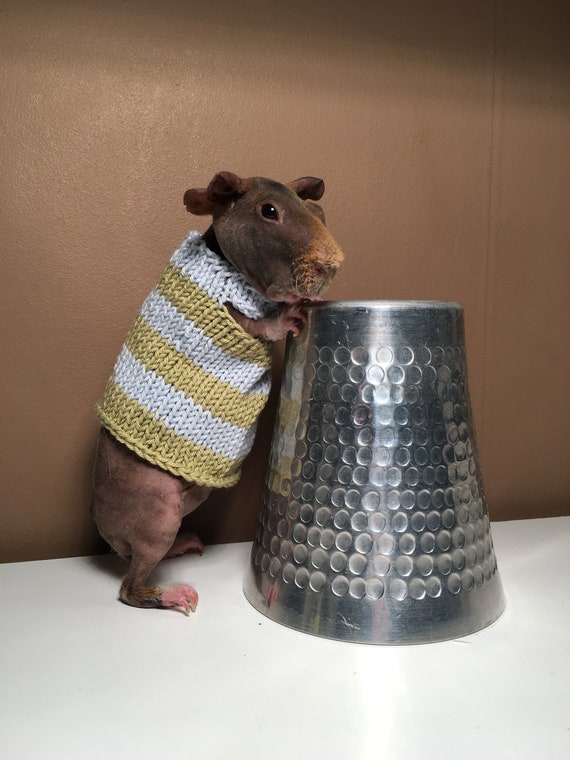 Guinea Pig Top Etsy Canada