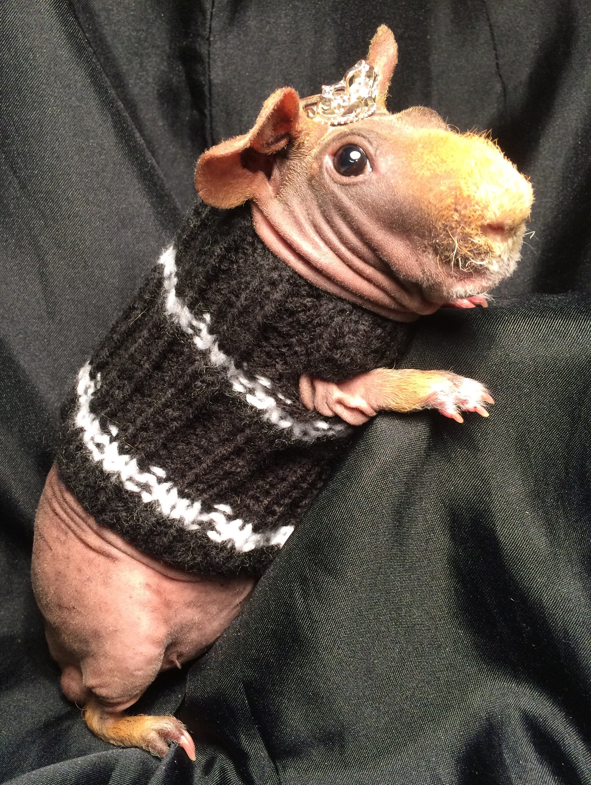 Guinea Pig Dress Etsy UK