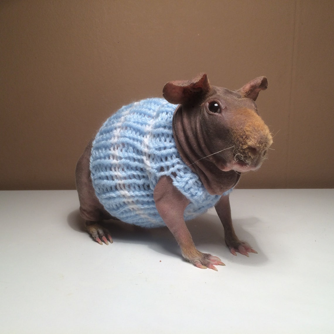 Guinea Pig Sweater Etsy