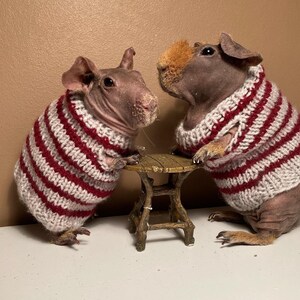 Pet sweater