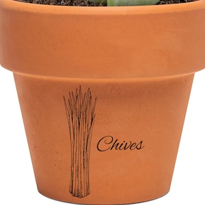 Puede incluir: Una pequeña planta suculenta con hojas de color verde pálido y puntas rojas, plantada en una maceta de terracota. La maceta está etiquetada con "Chives" con un dibujo de cebollino.