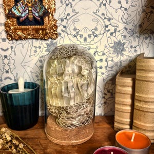 May include: A shed snake skin coiled inside a clear glass cloche with a cork base. The skin features a textured, translucent, and pale grey scale pattern. The cloche sits on a wooden surface alongside a teal candle, two tea light candles, and books.