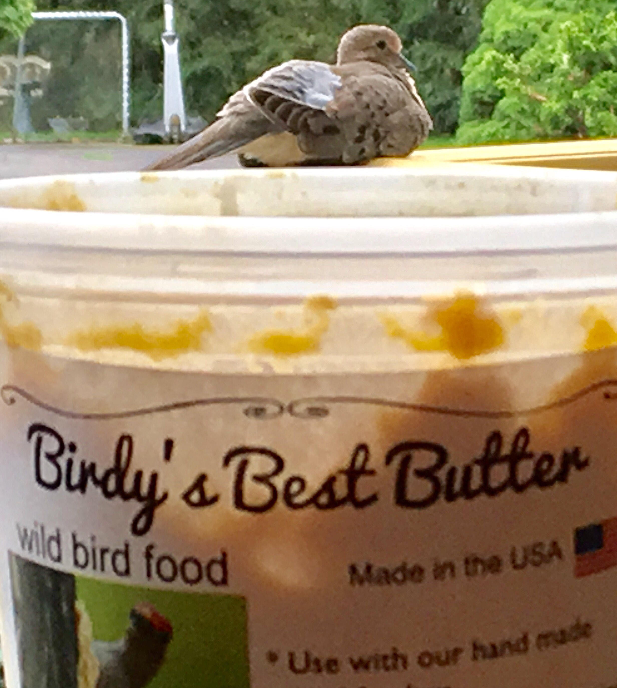 Birdy's Best Butter Wild Bird Food Bird Butter Etsy