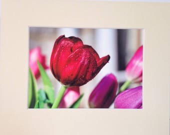 Red Tulip - A Fine Art Giclee Photographic Print.