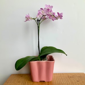 May include: A pink orchid plant with light pink flowers in a pink ceramic pot with a wavy rim.