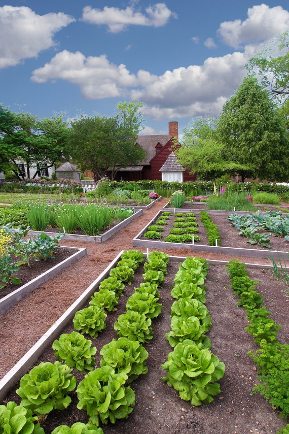 cabbage patch garden