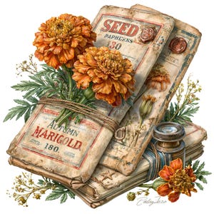 15 ringblomsfröpaket png, höstblommor vintage botanisk sublimering clipart