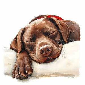 16 JPEG Sleeping Labrador Clipart - Cute Brown Dog Resting on Pillow with Red Collar, Pet Illustration, JPG Digital Download
