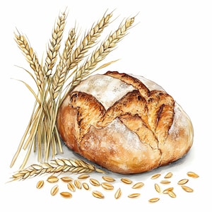 Puede incluir: Una pintura de acuarela de una hogaza de pan con una corteza dorada y un interior blanco y suave. El pan está rodeado de tallos de trigo y granos de trigo dispersos.