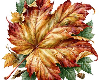15 PNG Dew Drop Maple Leaf, Realistic Autumn Foliage Water Clipart