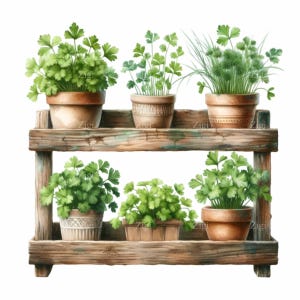 Jardín de hierbas rústico PNG en estante de madera PNG Clipart. 15 ilustraciones de perejil y cebollino en macetas. Arte de decoración de hierbas para la cocina