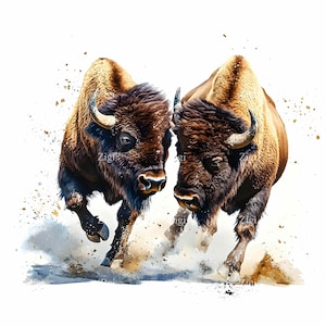 20 JPEG Biegnący Bison Clipart JPG, Potężna para bawołów szarżująca z rozpryskiem kurzu, Cyfrowy wydruk dzikiej przyrody zachodniej