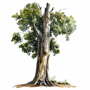 Può includere: Dipinto ad acquerello di un grande albero antico con un tronco spesso e nodoso e una chioma verde e piena. L'albero è raffigurato su uno sfondo bianco.