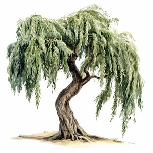 16 imágenes prediseñadas de sauce llorón en formato JPEG, elegante ilustración de la naturaleza, arte digital de bosque rústico, descarga en formato JPG