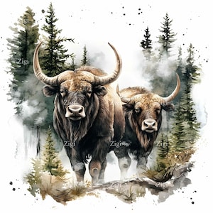 20 JPEG Hooglandkoeien-clipart met bos achtergrond, rustieke stier paar aquarel scène JPG, boerderij dieren wildernis digitale afbeelding