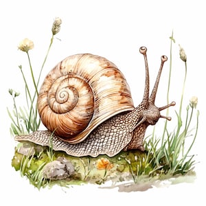 16 imágenes PNG de caracoles de jardín realistas, caracol de acuarela natural con concha sobre hierba y rocas, diseño rústico de sublimación primaveral.