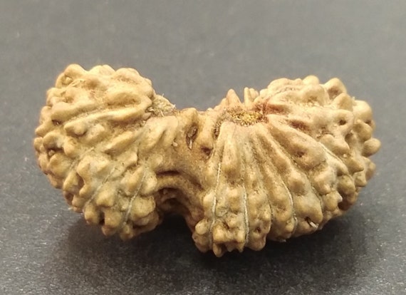 Rare 21 Mukhi Rudraksha Twenty One Face Gauri Shankar Rudraksha