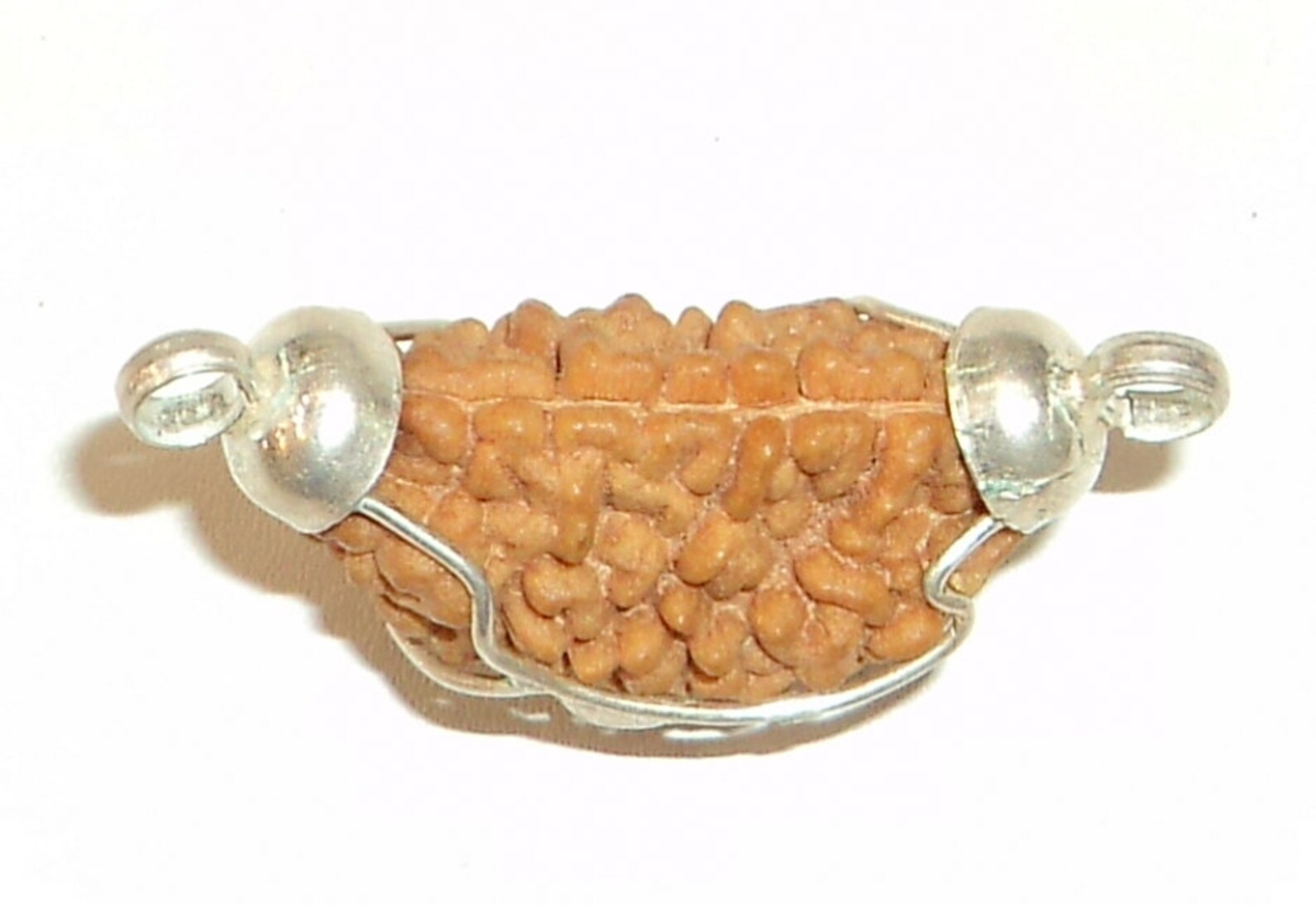 1 Mukhi Rudraksha / One Face Rudraksha Collector Size Lab - Etsy