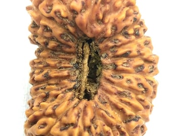 21 Mukhi Rudraksha / Collector Size Twenty One Face Rudraksha - Java Bead - 27.36 mm - Lab Certified