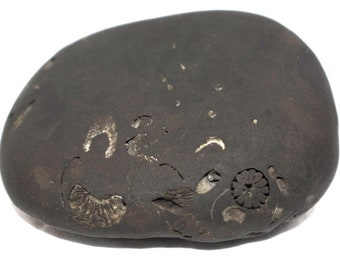 Rare Kshirabdisayee Shaligram - Gandaki River Nepal