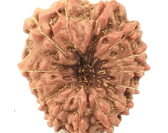 14 Mukhi Rudraksha / Fourteen Face Rudraksha - Java - Lab Certified