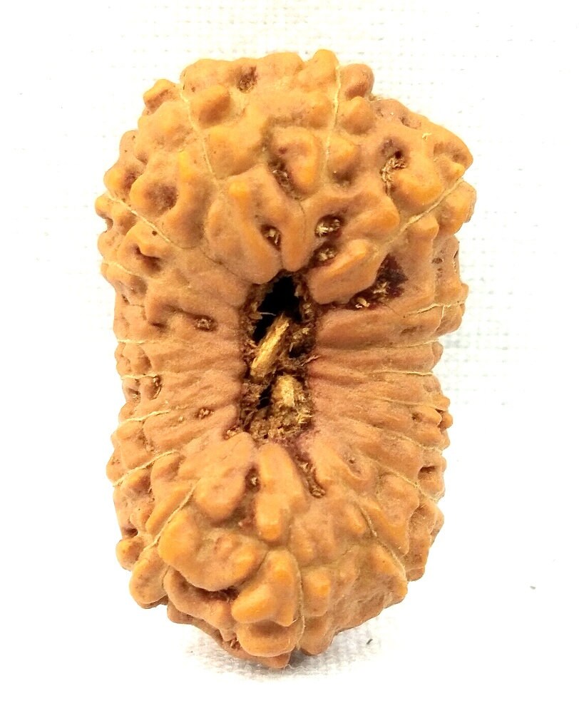 Collector 18 Mukhi Rudraksha/Dix-Huit