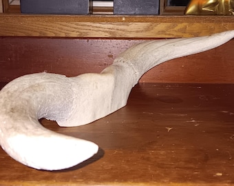 Old Steer Horns Sun Bleached perfect lamp Viking helmet Western decor 23x8x4