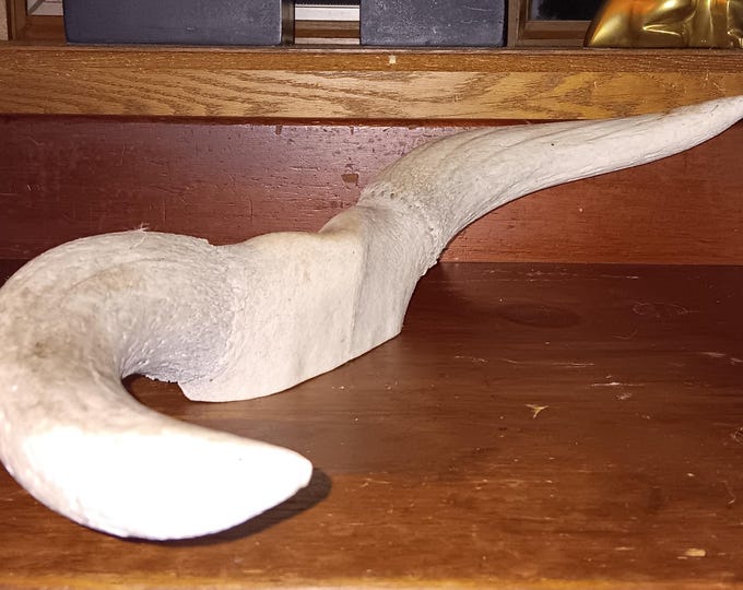 Old Steer Horns Sun Bleached perfect lamp Viking helmet Western decor 23x8x4