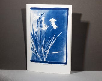 1910s Summer Flowering Bulb Gladiolus in Pot, Cyanotype print