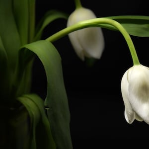 Hangende witte tulp digitale fotografie kunst downloaden