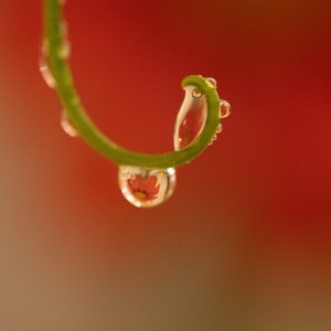 Mexican Sunflower In Droplet Digital Download Photograph